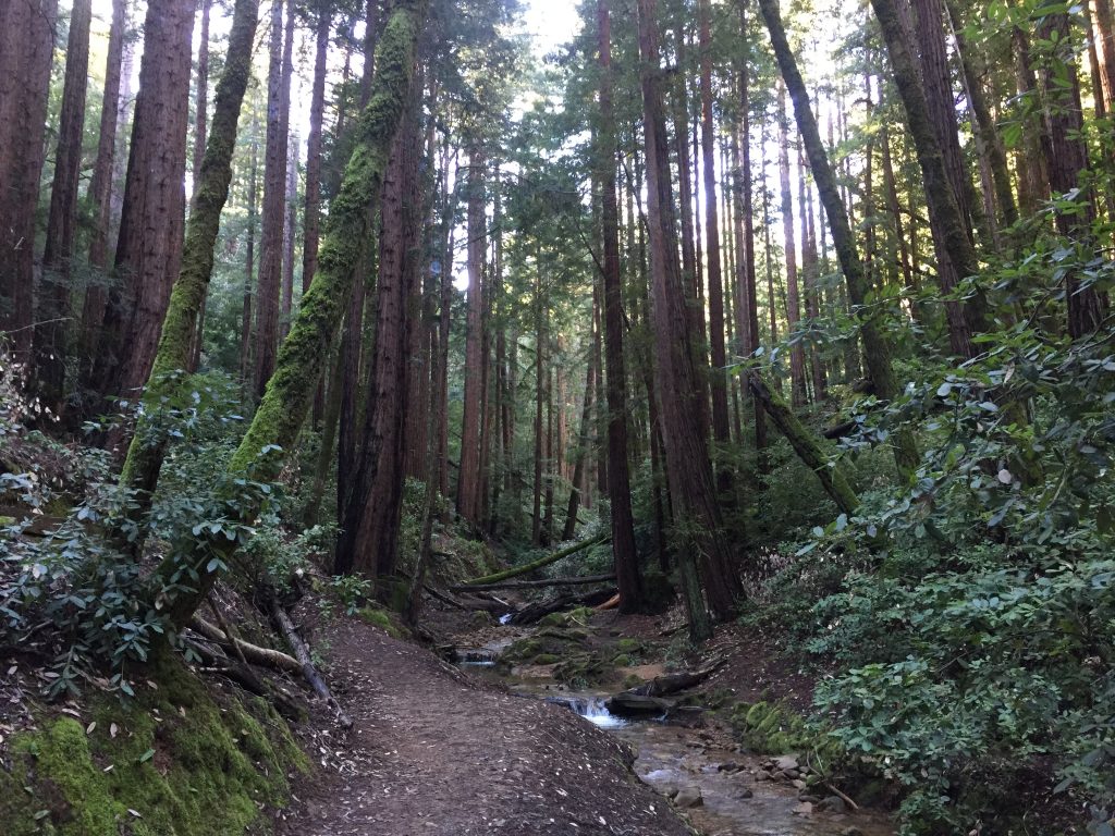 Huddart Park Support Parks in San Mateo County