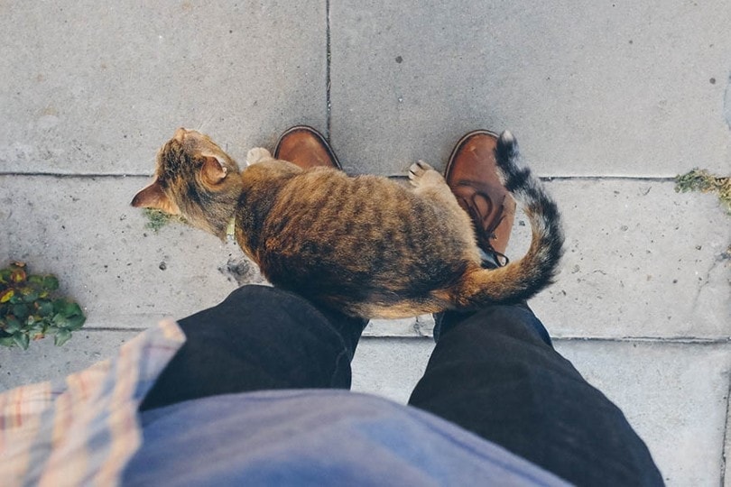 Why Do Cats Rub Against Your Legs? Feline Pheromones Explained Hepper