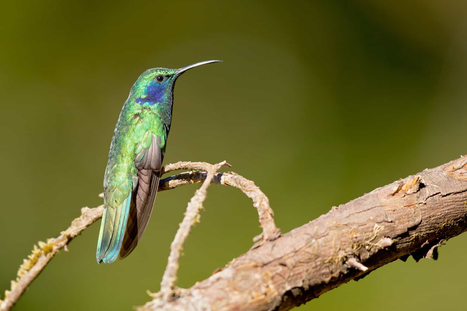 Hummingbirds in Kentucky 4 Unique Species You Might See